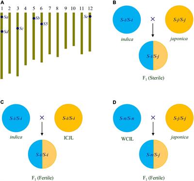 The Next Generation of Rice: Inter-Subspecific Indica-Japonica Hybrid Rice